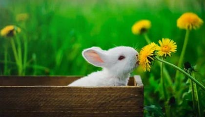 九游esports-法甲联赛迎来新一轮“转会热潮”，豪门动作频繁，法甲转会一览